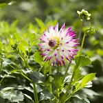 Liefkeshoek